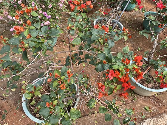 贴春联时，“福”字到底应该正贴还是倒贴，有哪些场合区别？