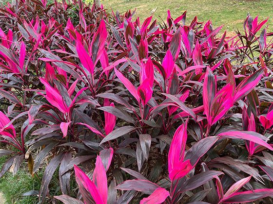 2026年将国三或国四排放标准的旧车进行置换，大概能获得多少补贴金额？