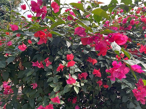 鸡的生物钟与清晨啼叫：为何它们能预报黎明到来