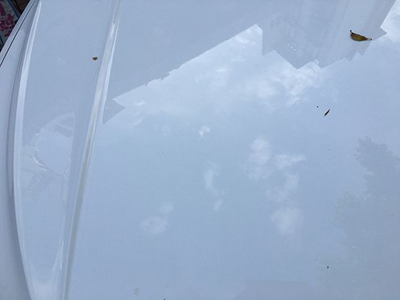 绣球花种植常见问题解答：黄叶、掉苞、不开花？这些养护细节你可能没注意