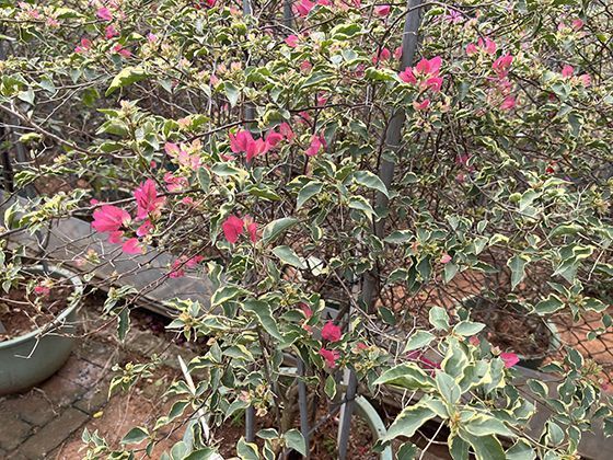 2026年，以动力电池回收利用为代表的新兴绿色产业面临哪些关键挑战？