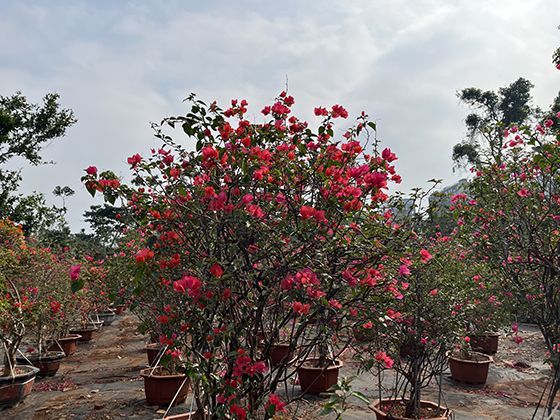 年轮中的时光密码：如何解读树木生长的气候与历史