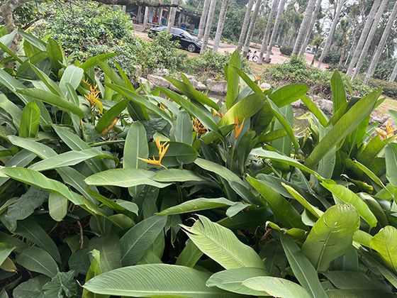 未来智能厨房能自动识别并优化预制菜的营养搭配吗？