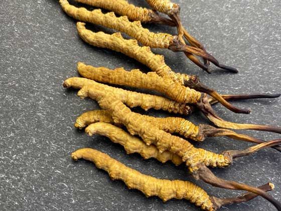 吉林市散装冬虫夏草回收商家|虫草专业回收
