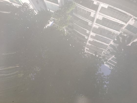 跟随海芦笋的生长轨迹，了解滨海生态系统奥秘