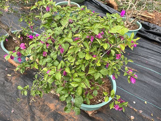 蛤蜊的滤食智慧：虹吸管如何实现每小时过滤20升海水的效率