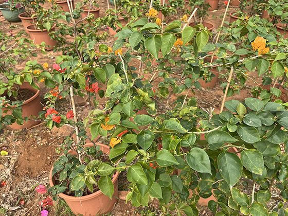 想了解分娩镇痛被纳入医保后，个人自付费用大概能节省多少？