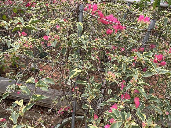 从官府到地标：古代衙门建筑形制如何体现传统政治伦理与秩序？