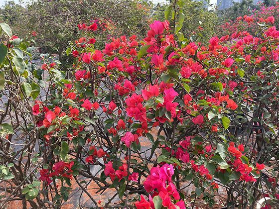 《唐顿庄园3》不可错过的经典台词大赏