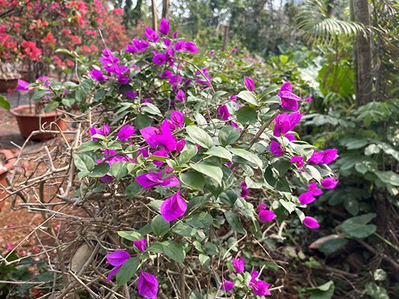 槐花开放的时间密码：夏季特定气温如何触发满树繁花同步绽放