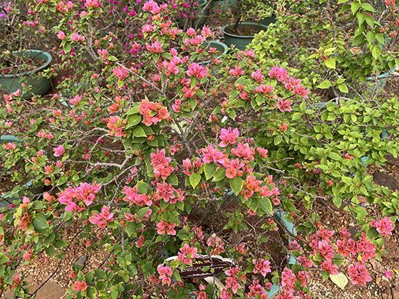 长城防伪图案的奥秘：背景纹路如何实现复印显影功能