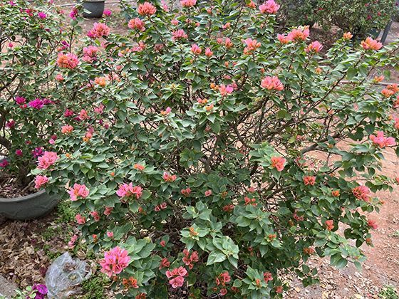 零工从业者如何利用数字工具与平台，为自己的服务建立标准化与质量保障体系？