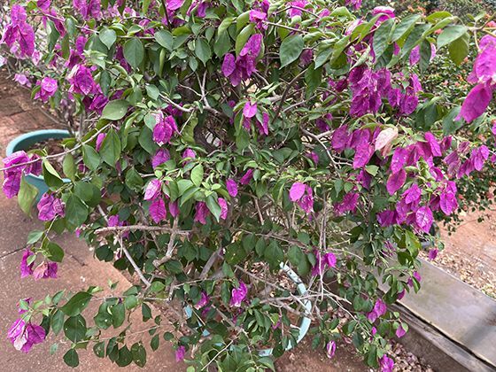 铁磁性的微观奥秘：自旋电子如何产生宏观磁性特征