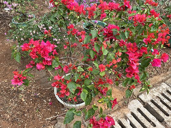 针垫花名称的形态溯源：花朵如何形似传统针线活中的针垫造型