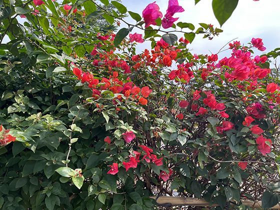 建立“应急储蓄基金”时，需要考虑覆盖哪些常见生活风险？