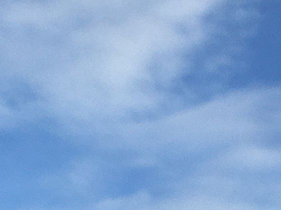 了解猕猴桃的原产地与品种改良，分析其营养价值被广泛认可的原因
