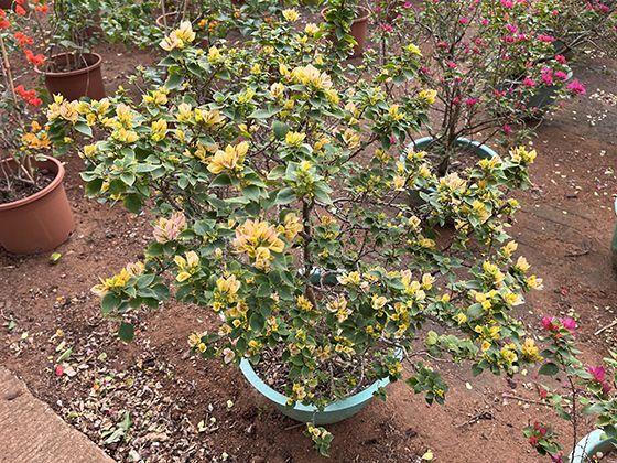 2026年灵活就业人员如何规划个人职业发展与技能提升路径？