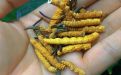 徐州市虫草高价回收，专业回收鱼翅、燕窝、鹿茸、海参