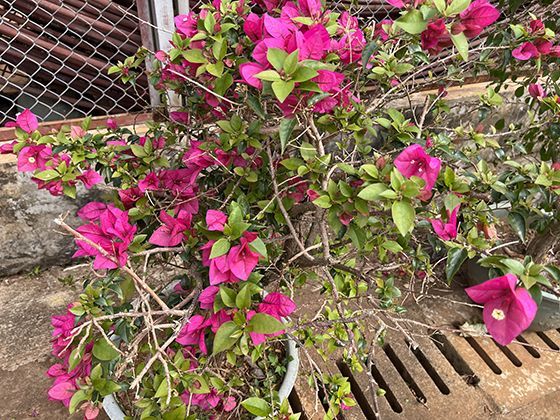 生完孩子后，生育津贴的具体金额是如何计算的，有没有统一公式？