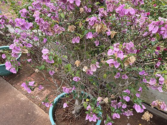 景天科植物的生存策略：探究其应对干旱环境的特殊代谢方式