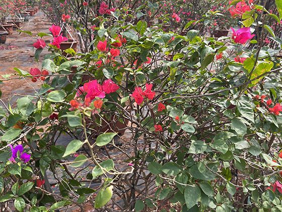 寒号鸟不是鸟：解读经典寓言背后的自然知识与动物过冬真相。