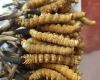 秦皇岛冬虫夏草回收价格一般是多少-回收名酒、鱼翅、鹿茸、海参、燕窝