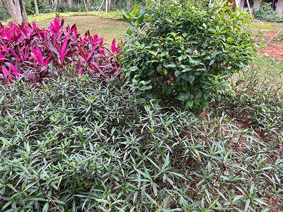 2026年养老金如何向低收入群体倾斜，具体怎么计算上涨金额？