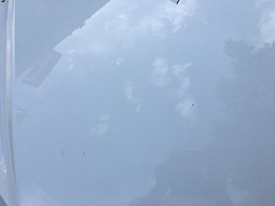 机警的狐狸，生存智慧令人惊叹的背后秘密