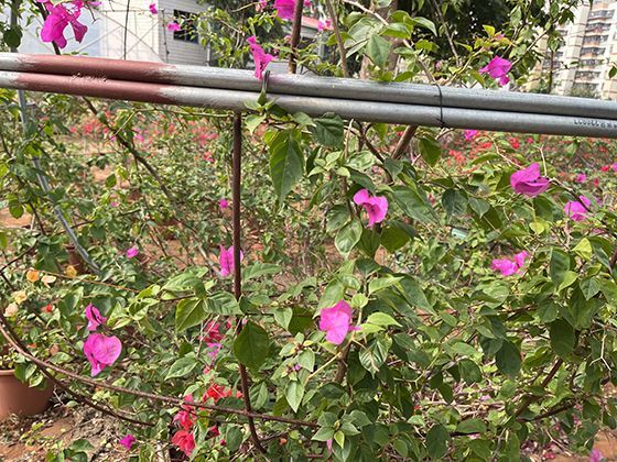 候鸟的中途休息站：湿地生态系统如何支撑长途迁徙能量补给