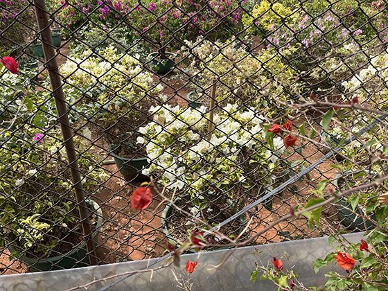 铁矿石的彩色世界：赤铁矿、磁铁矿等不同矿物的辨识特征