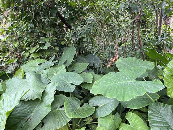 Nginx部署vue项目无法直接访问其他路径的问题及解决