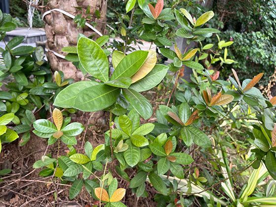 视障朋友独自出行，可以怎样提前查询目的地地铁站的无障碍情况？