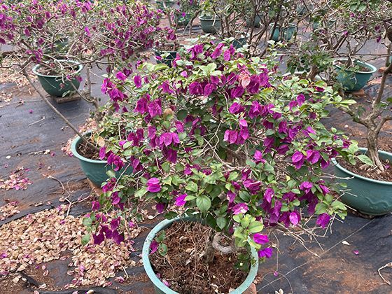 一元纸币背后的西湖三潭印月景观，在设计时做了哪些艺术化处理？