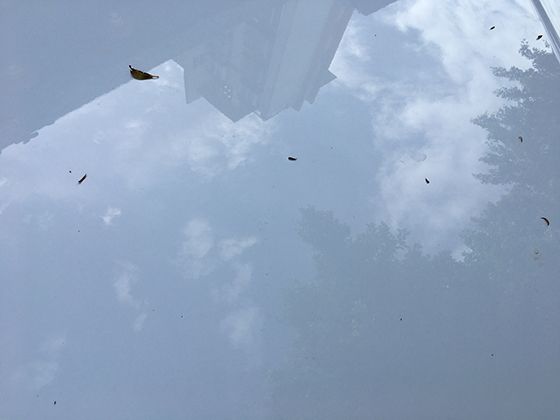趣味探索：探究不同光照条件对苦苣生长速度的影响