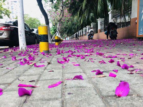 油纸、油布与油伞：猪油在传统手工业及生活用品制作中有哪些非食用妙用？