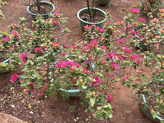 手与工具的共创史诗：人类如何凭借双手改造世界并改造自身？