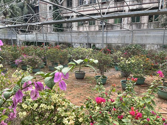 2026年，各地对70岁以上农村老人的养老金待遇预计会有向上的调整吗？