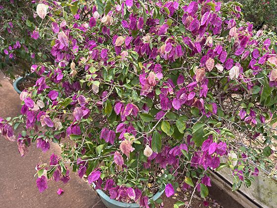 关于A类或B类驾驶证到期换证的特殊规定与审验流程是怎样的？