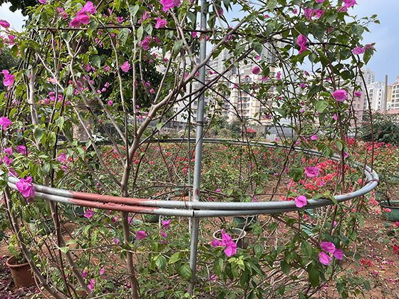 从中央厨房到家庭餐桌，预制菜经历了怎样的冷链旅程？